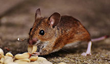 24 Hour & Emergency Exterminators in Nowlin, SD